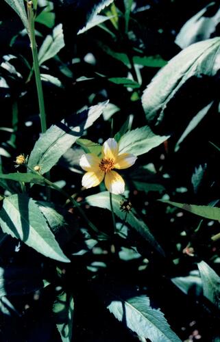 Arizona beggarticks (Bidens aurea)