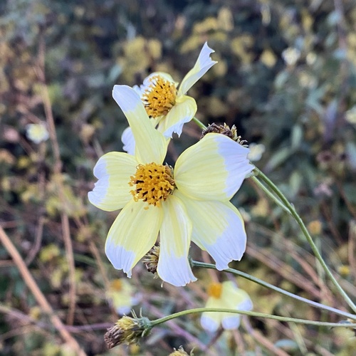 Arizona beggarticks (Bidens aurea)