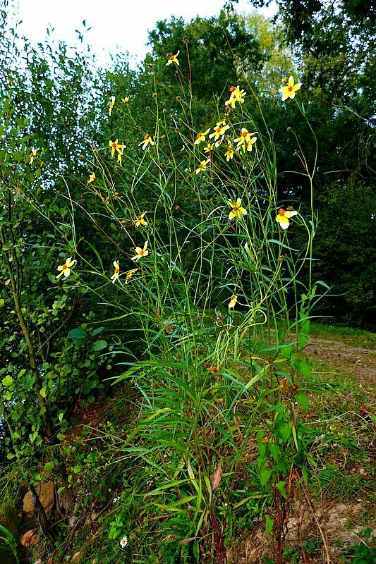 Arizona beggarticks (Bidens aurea)