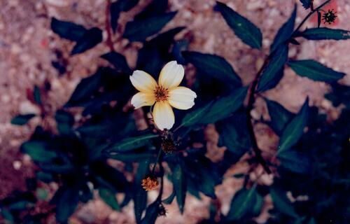 Arizona beggarticks (Bidens aurea)