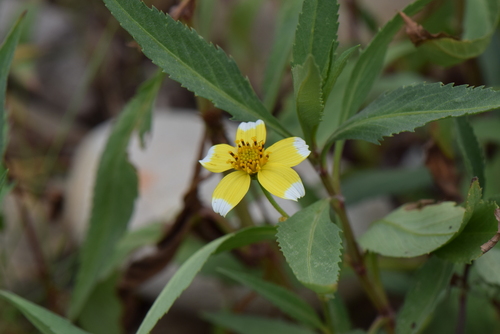 Arizona beggarticks (Bidens aurea)