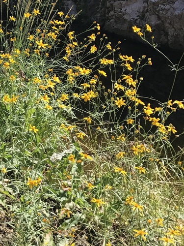 Arizona beggarticks (Bidens aurea)