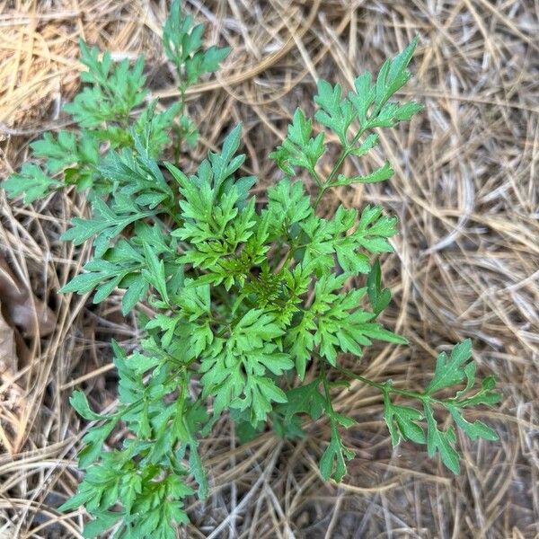 Spanish needles (Bidens bipinnata)