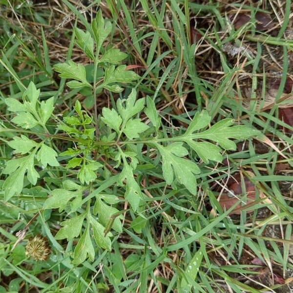 Spanish needles (Bidens bipinnata)