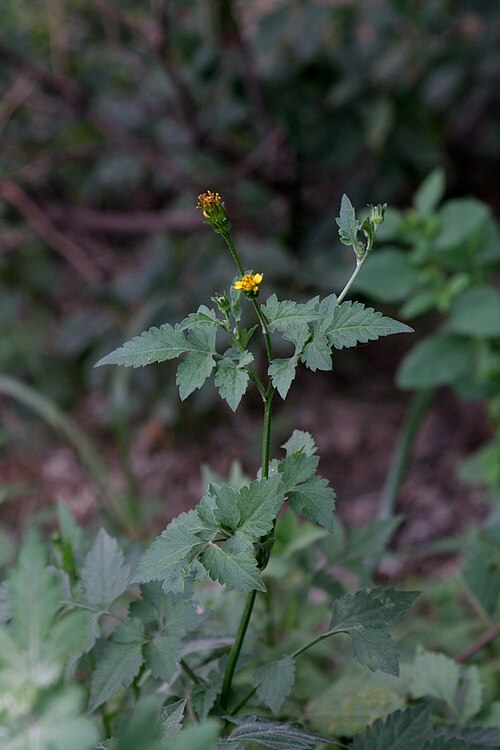 Spanish needles: Bidens bipinnata
