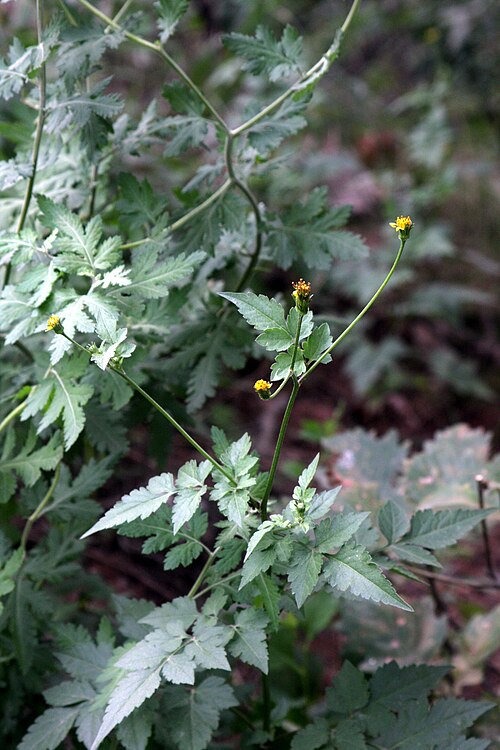 Spanish needles: Bidens bipinnata in Gyeyangsan, Korea