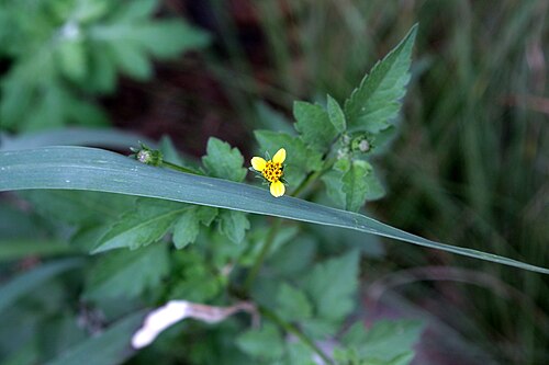 Spanish needles: Bidens bipinnata