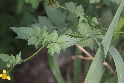 Spanish needles: Bidens bipinnata