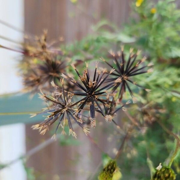 Spanish needles (Bidens bipinnata)