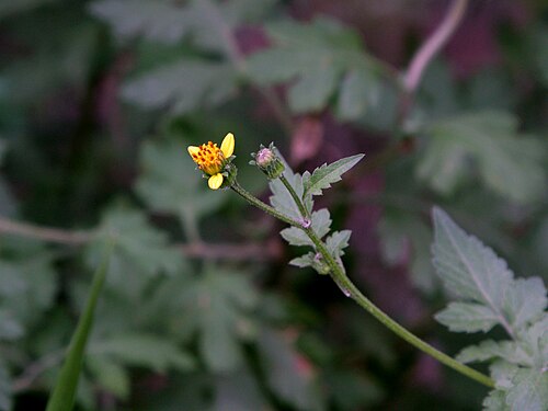 Spanish needles: Bidens bipinnata L. (1753) - Spanish-needles