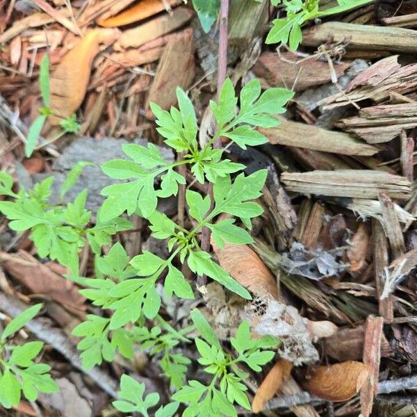 Spanish needles (Bidens bipinnata)