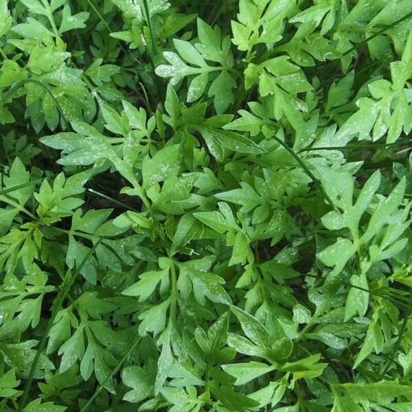 Spanish needles (Bidens bipinnata)