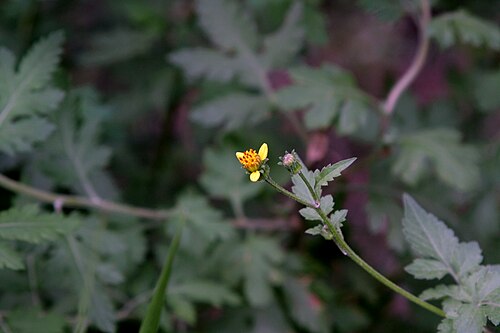 Spanish needles: Bidens bipinnata
