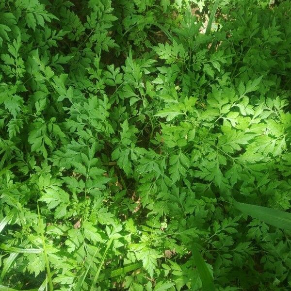 Spanish needles (Bidens bipinnata)