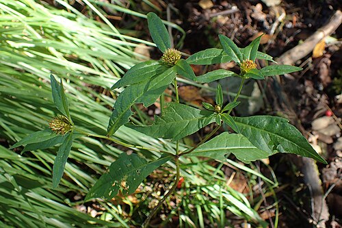 Purplestem beggarticks: Bidens connata in Przyrówko near Połczyn Zdrój, NW Poland