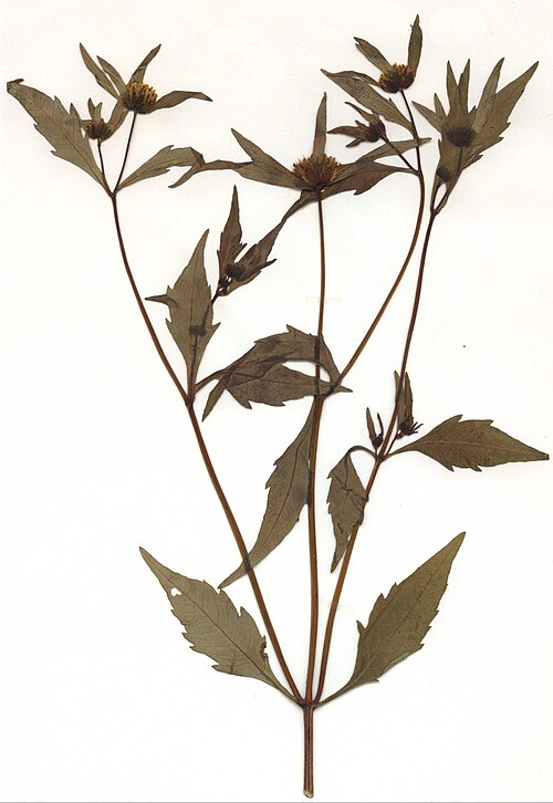 Purplestem beggarticks (Bidens connata)