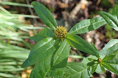 Purplestem beggarticks: Bidens connata in Przyrówko near Połczyn Zdrój, NW Poland