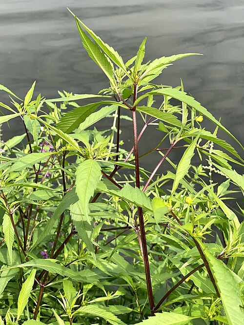 Purplestem beggarticks: Purplestem Beggarticks