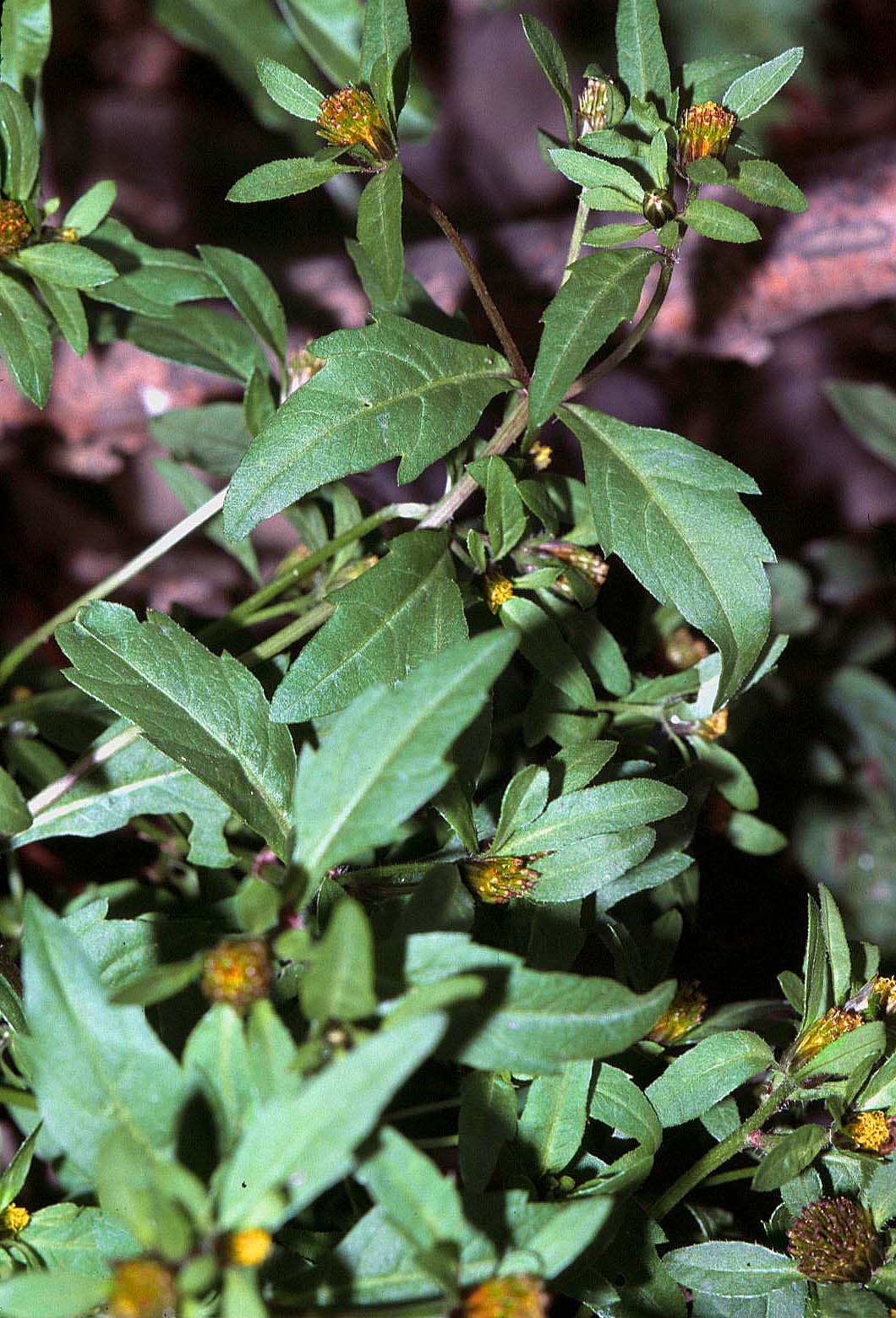 Purplestem beggarticks (Bidens connata)
