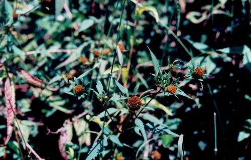 Devil's beggartick (Bidens frondosa)