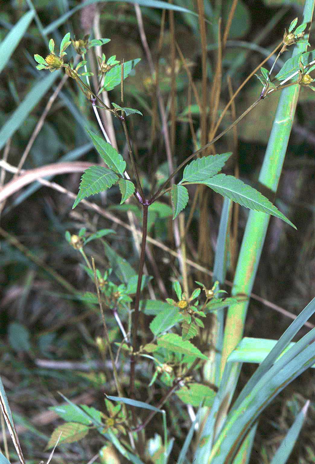 Devil's beggartick (Bidens frondosa)