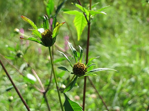 Devil's beggartick: Schwarzfrüchtiger Zweizahn ( Bidens frondosa ) im Naturschutzgebiet "St. Arnualer Wiesen"