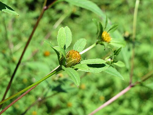 Devil's beggartick: Schwarzfrüchtiger Zweizahn ( Bidens frondosa ) im Naturschutzgebiet "St. Arnualer Wiesen"
