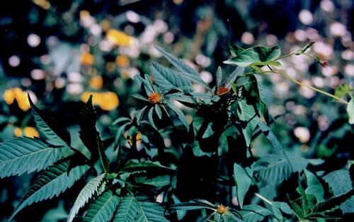 Devil's beggartick (Bidens frondosa)