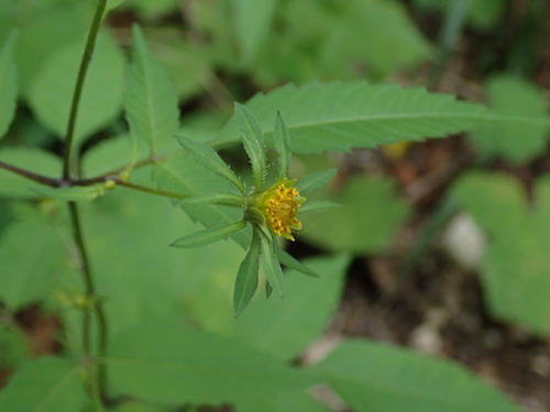 Devil's beggartick (Bidens frondosa)