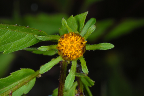 Devil's beggartick