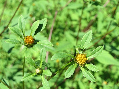 Devil's beggartick: Schwarzfrüchtiger Zweizahn ( Bidens frondosa ) im Naturschutzgebiet "St. Arnualer Wiesen"