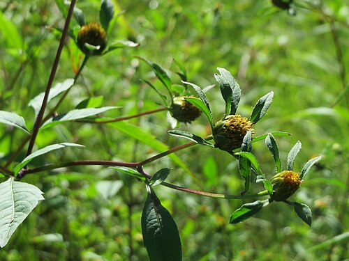 Devil's beggartick: Schwarzfrüchtiger Zweizahn ( Bidens frondosa ) im Naturschutzgebiet "St. Arnualer Wiesen"