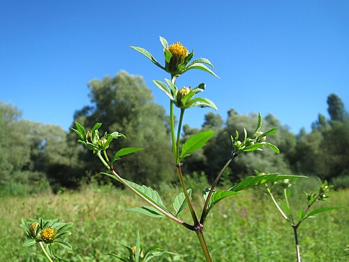 Devil's beggartick: Schwarzfrüchtiger Zweizahn ( Bidens frondosa ) im Naturschutzgebiet "St. Arnualer Wiesen"