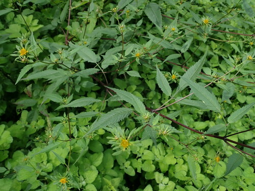 Devil's beggartick (Bidens frondosa)