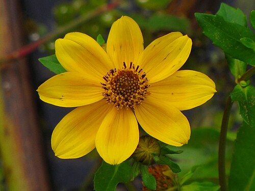 Smooth beggartick: Bidens laevis Ocklawaha Restoration Area Marion County, Florida