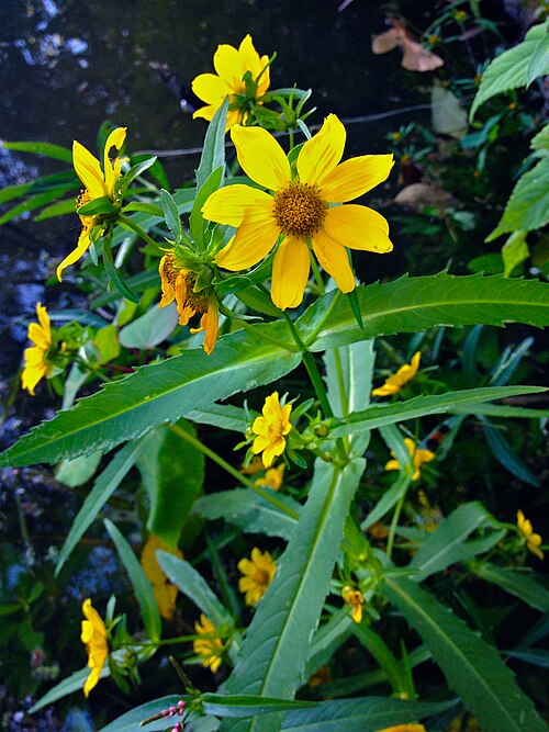 Smooth beggartick: Photo of Bidens laevis in flower. This is a native plant growing wild in River Bend Park, Fairfax county Virginia, USA. This species is a member of the Asterace