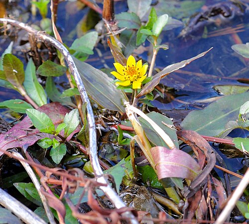 Smooth beggartick: Smooth beggarticks, Ellen Trout Park, Lufkin, Angelina County, December 2019