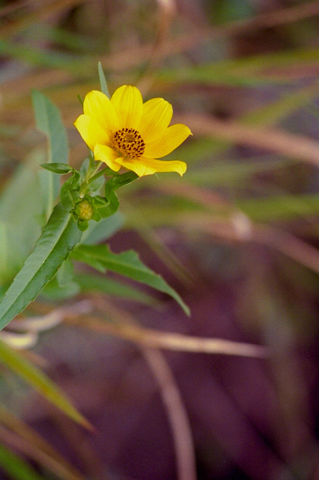 Smooth beggartick: Smooth beggarticks, Van Zandt County, October 2002