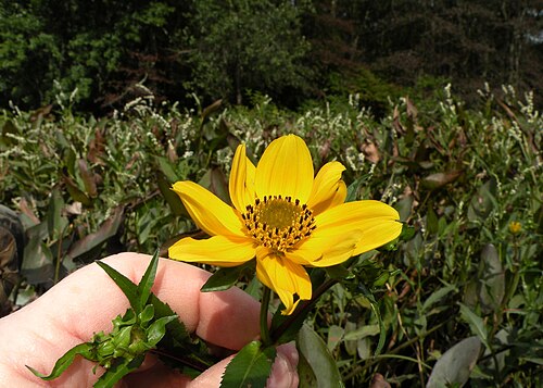 Smooth beggartick: Bidens laevis (smooth beggar-ticks), Pawcatuck River, Westerly, RI