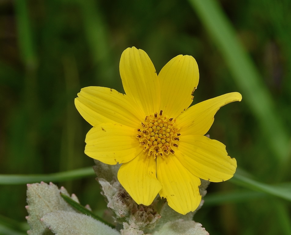 Smooth beggartick: Flora of Florida