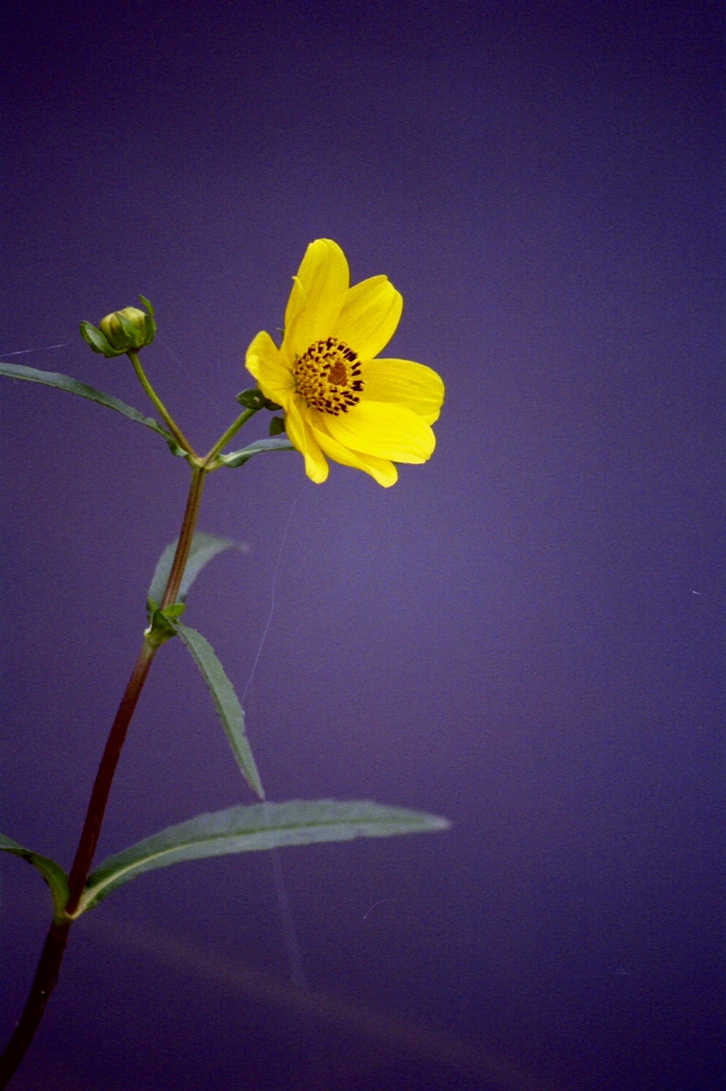Smooth beggartick: Smooth beggarticks, Van Zandt County, October 2002