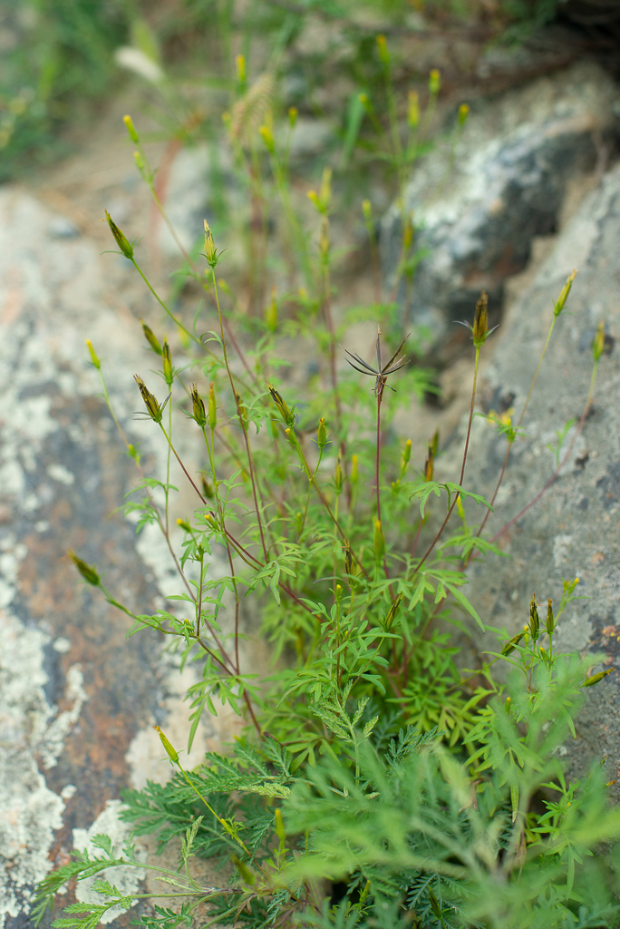 Bidens parviflora (Bidens parviflora)