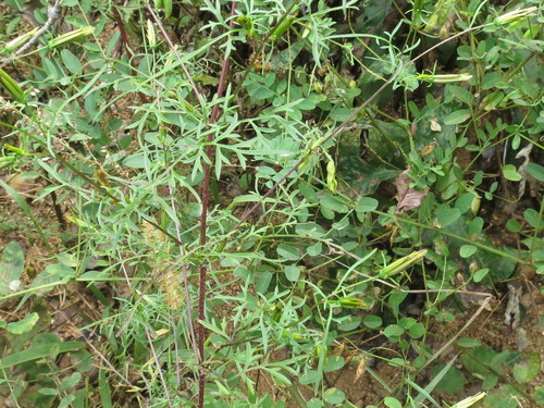 Bidens parviflora (Bidens parviflora)
