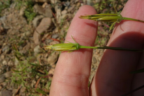 Bidens parviflora (Bidens parviflora)