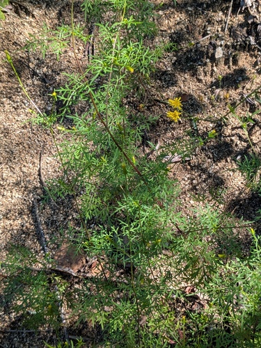 Bidens parviflora (Bidens parviflora)