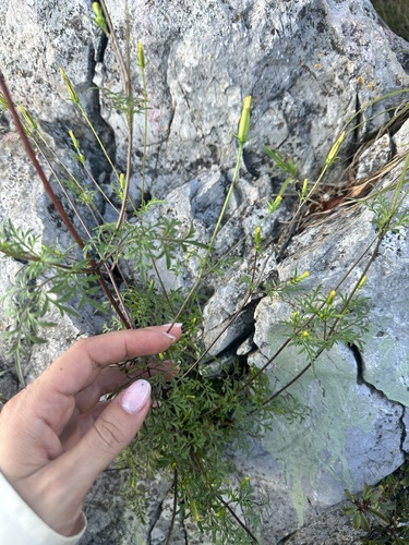 Bidens parviflora (Bidens parviflora)
