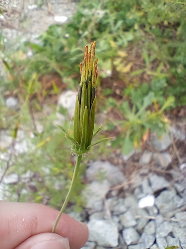 Bidens parviflora (Bidens parviflora)