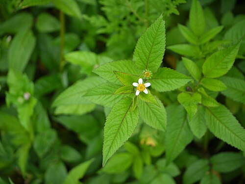 Hairy beggarticks: Bidens pilosa
