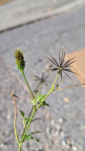 Hairy beggarticks (Bidens pilosa)