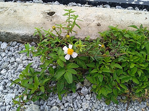 Hairy beggarticks: Pokok kancing baju (Bidens pilosa) di Elmina Barat, Seksyen U15, Shah Alam, Selangor